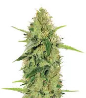 Graines de cannabis Gorilla Auto (GG#4 Original Glue Auto) (Expert Seeds)