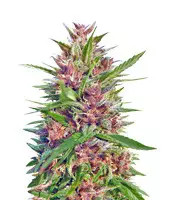 Malawi x PCK Regular (Ace Seeds)