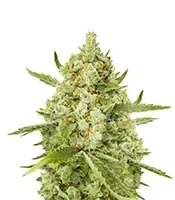 Super Lemon Haze x GMO Seeds