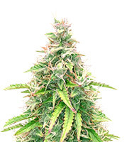 Stress Killer Automatic CBD (RQS) Cannabis-Samen
