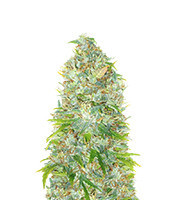 Purple Haze Auto Feminized Seeds (Zamnesia)