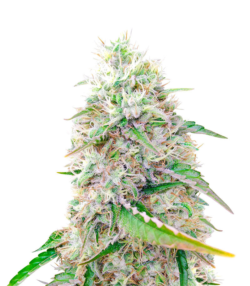 Sour Diesel (Herbies Seeds)
