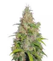 Caramel Ice feminized seeds