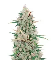 Girl Scout Cookies Auto Feminized (Herbies Seeds USA)