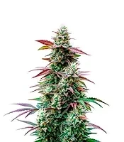 Pink Runtz Auto Seeds