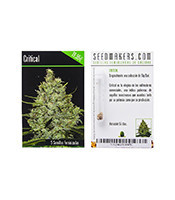 Semi femminizzati Critical (Seedmakers Seeds)