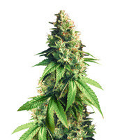 Graines de cannabis Fuel OG regular (Ripper Seeds)