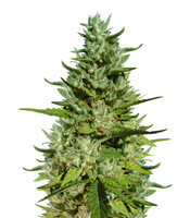 GG#4 Original Glue (Blackskull Seeds)