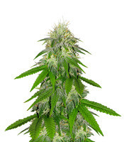 LA Chocolat feminized seeds