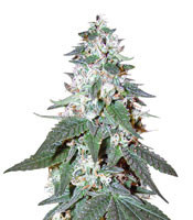 OG Kush feminized seeds (Reserva Privada)