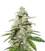 Power Skunk feminized seeds