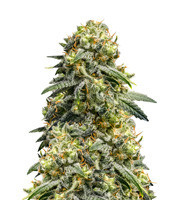 Rosetta Stone XX feminized seeds