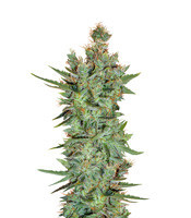 Titan's Haze regular seeds