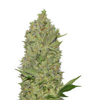 Waist Deep Auto feminized seeds