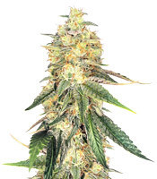 Wedding Cake (Big Head Seeds) Cannabis-Samen