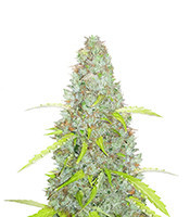 Graines de cannabis Original Auto Critical (Fast Buds)