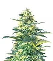 Black Toffee Auto Seeds