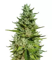 GG#4 Original Glue feminizada