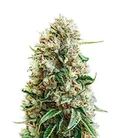 Semi femminizzati King's Kush Auto CBD