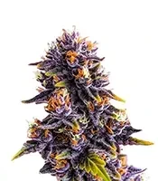 Purple Star Killer Seeds