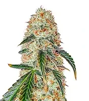 West Coast OG x Gelato 41 Auto Seeds