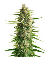 Graines de cannabis Shark Shock Regular (Mr. Nice Seedbank)