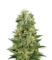 Skunk Automatic feminized seeds