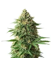 9 Pound Hammer Seeds