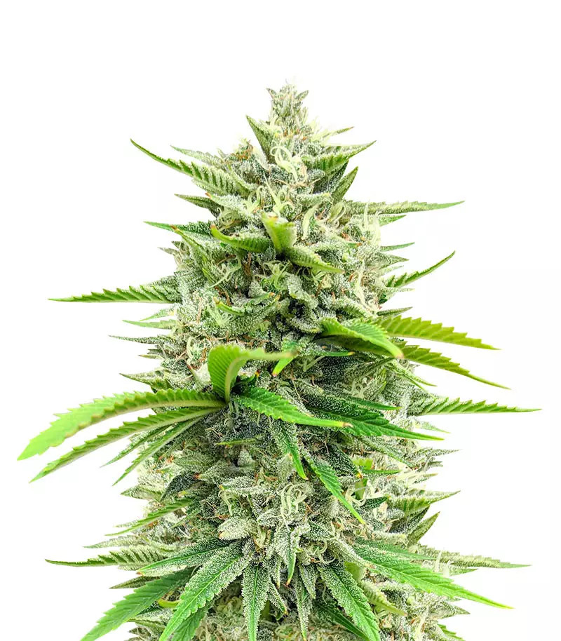 Bruce Banner Fast Version