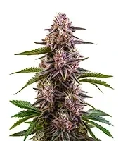 Cherry Pie Auto Seeds