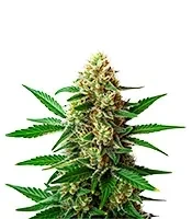 Extraction Original Z 2.0 Seeds