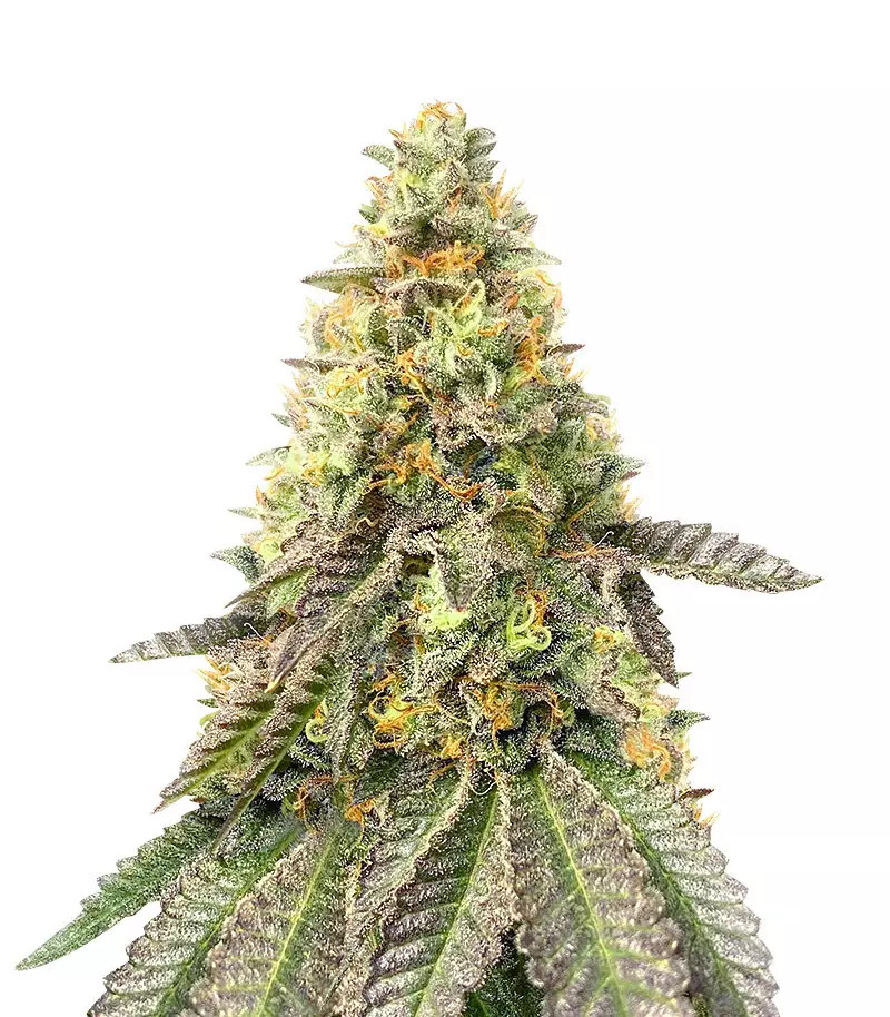 Girl Scout Cookies Fast Version (Herbies Seeds)
