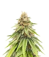 Purple Gelato Autoflower Feminized Seeds (Seedkeepers)