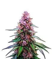Purple Lemonade Auto Seeds