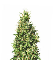 Bangi Haze regular seeds (Ace Seeds)