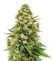 Fruity Pebbles (Tropical Nuggets) (Blackskull Seeds)