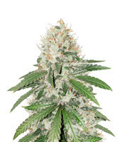 Gorilla Girl (Sweet Seeds)