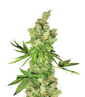 Lemon OG Kush (DNA Genetics) Cannabis-Samen