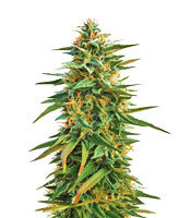 Vente de graines de cannabis Malawi