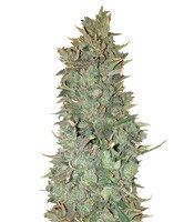 Sandstorm feminized seeds