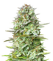 Kosher Cake Auto feminisierte Samen (Fast Buds)