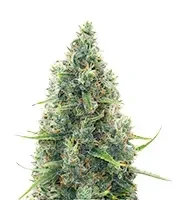 Acapulco Gold Seeds