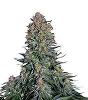 Blue Skunk Seeds