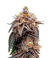 Guava x Gelato 41 Auto Seeds