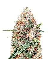 Skunky Monkey Auto feminized seeds