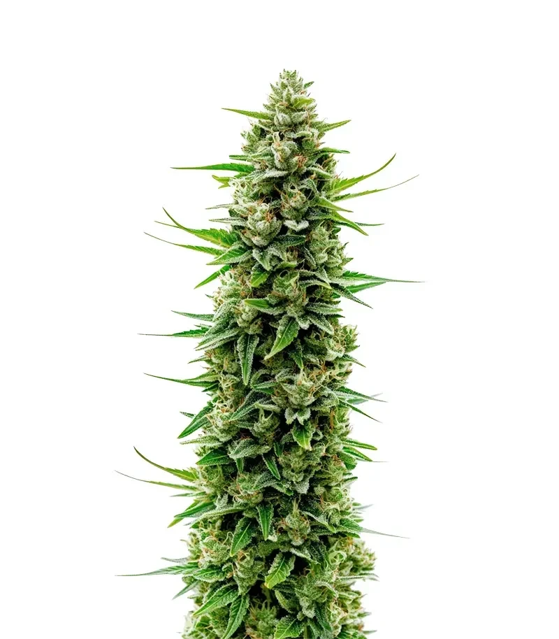 The Real Amnesia Auto Seeds (Growers Choice)