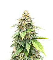 White Rhino (Herbies Seeds USA)