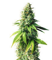 Fuel OG feminized seeds