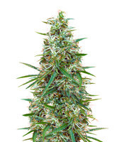 Orient Express Regular seeds