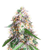 OG Kush feminized seeds (Kera Seeds)